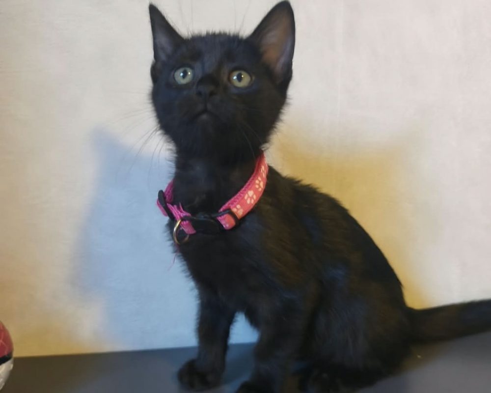 Boheme - Chat Européen à adopter