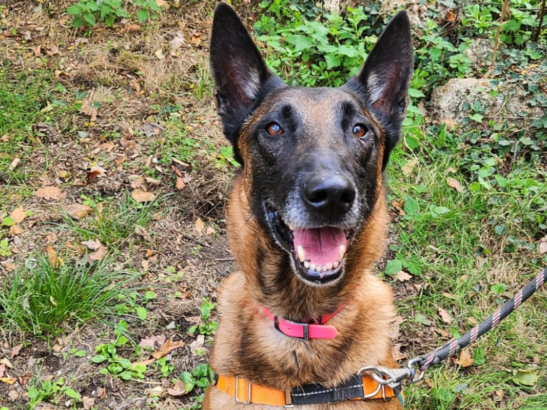 Prince - Chien Berger Belge Malinois à adopter