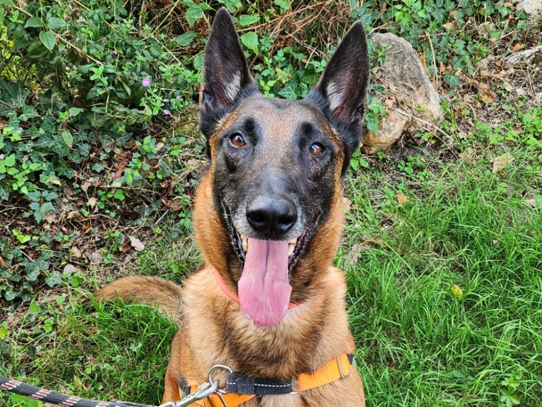 Prince - Chien Berger Belge Malinois à adopter - photo 2