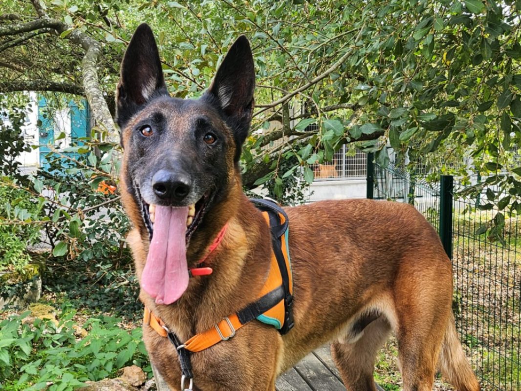 Prince - Chien Berger Belge Malinois à adopter - photo 3