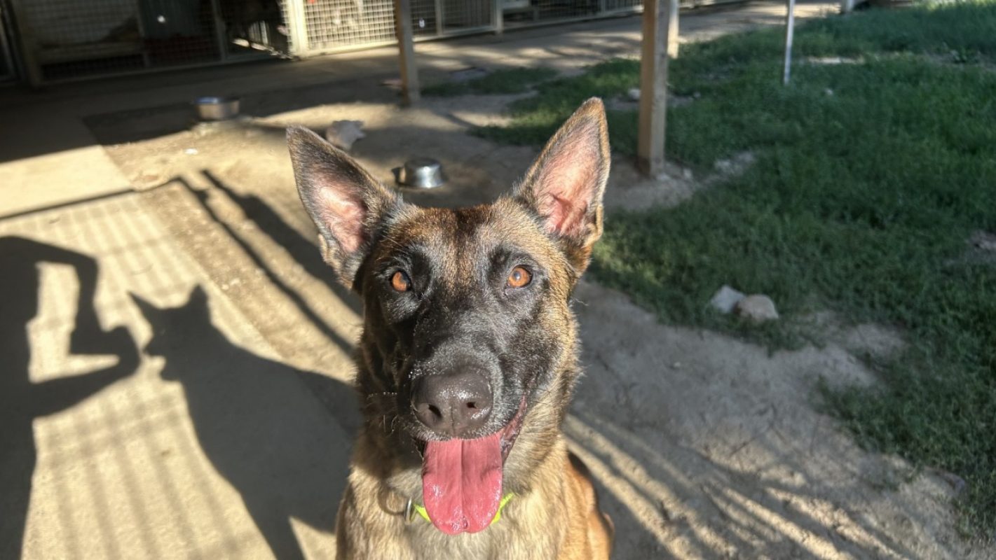 Taiga - Chien Berger Belge Malinois à adopter