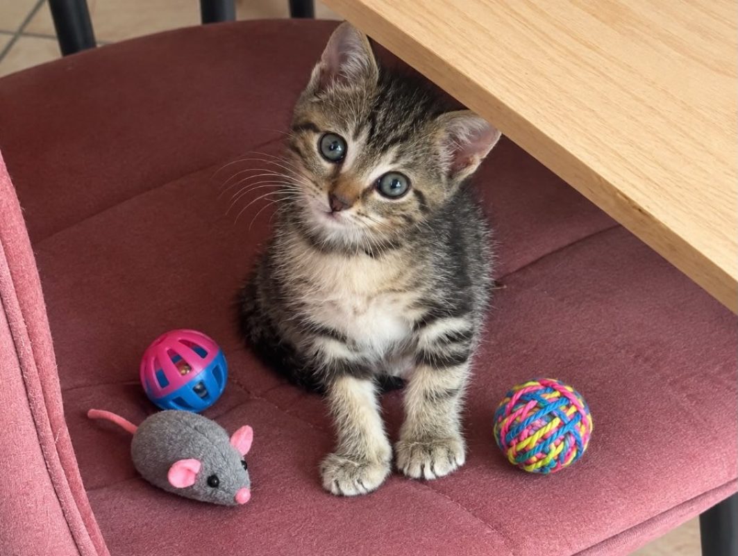Mina - Chat Européen à adopter