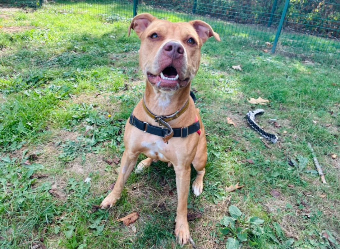 Rena - Chien à adopter