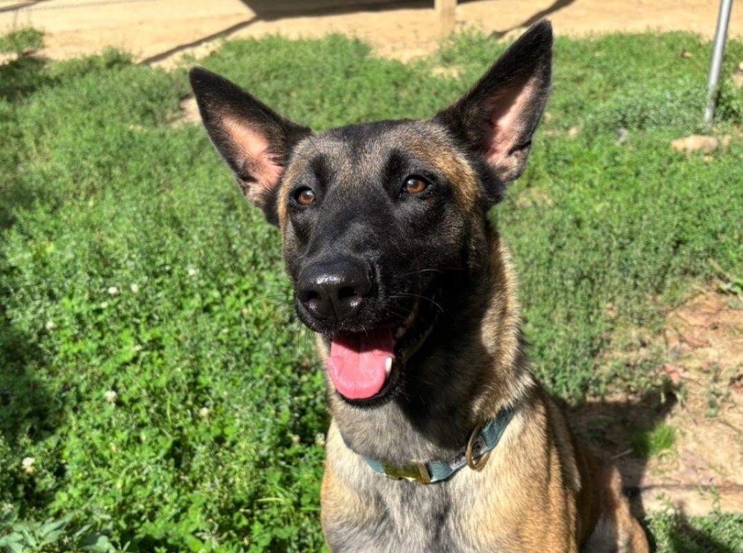 Vitoria - Chien Berger Belge Malinois à adopter
