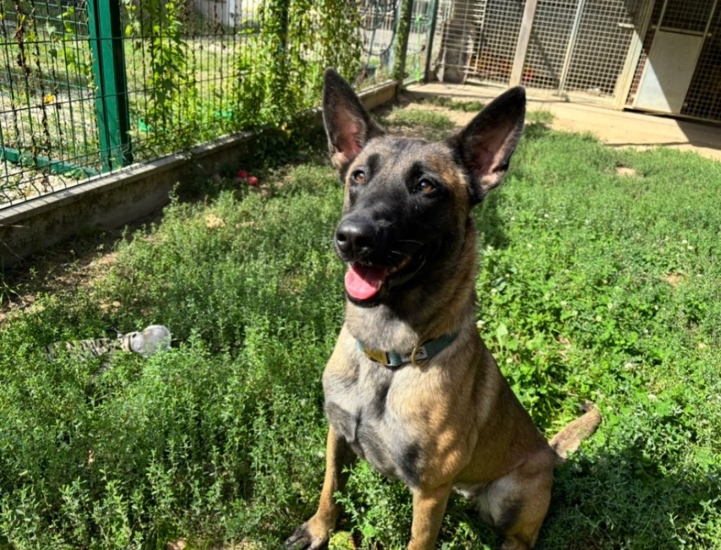 Vitoria - Chien Berger Belge Malinois à adopter - photo 2