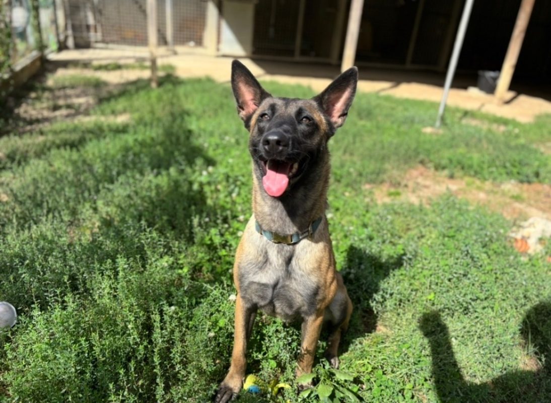 Vitoria - Chien Berger Belge Malinois à adopter - photo 3