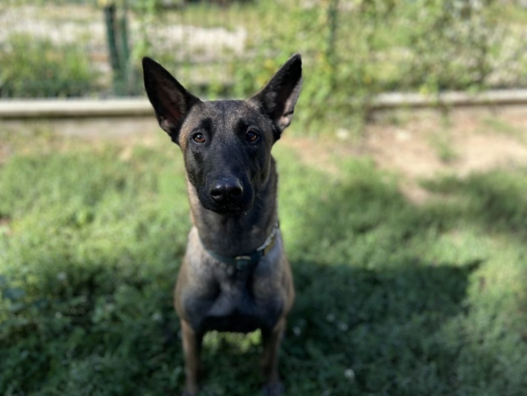Vitoria - Chien Berger Belge Malinois à adopter - photo 4