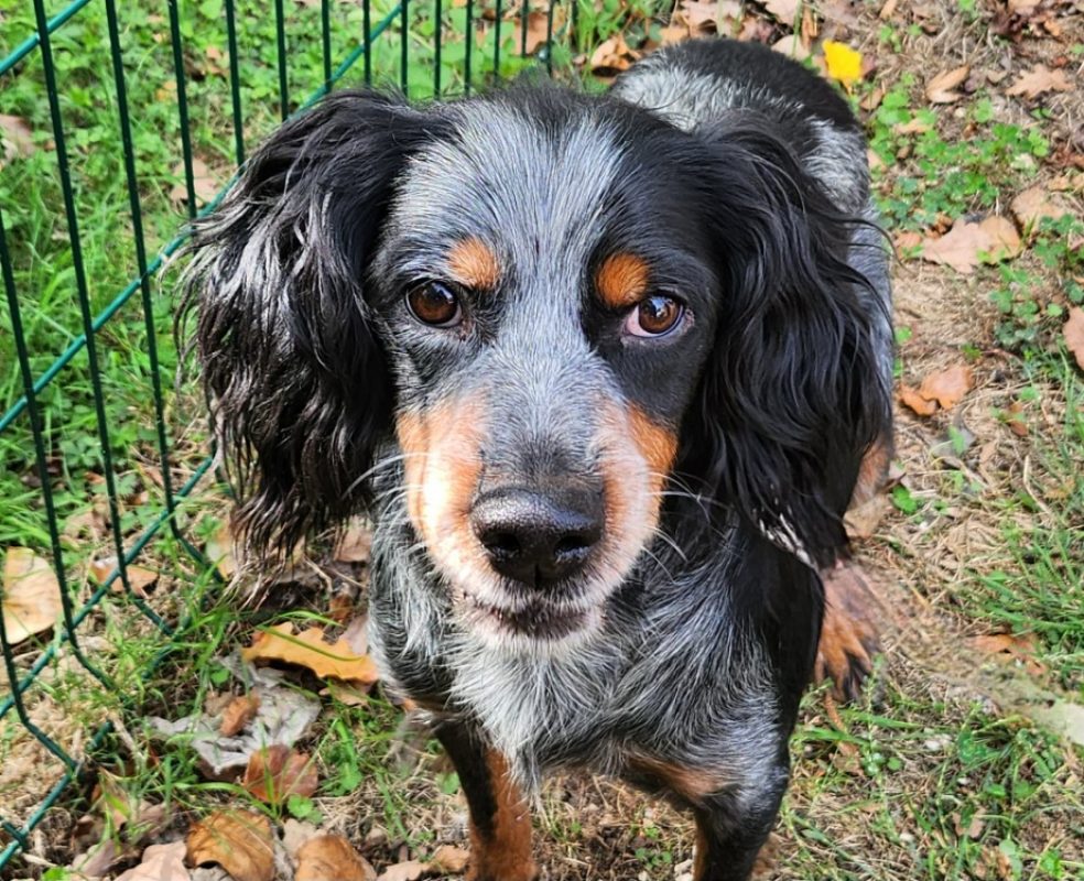 Fandango - Chien Setter Anglais à adopter