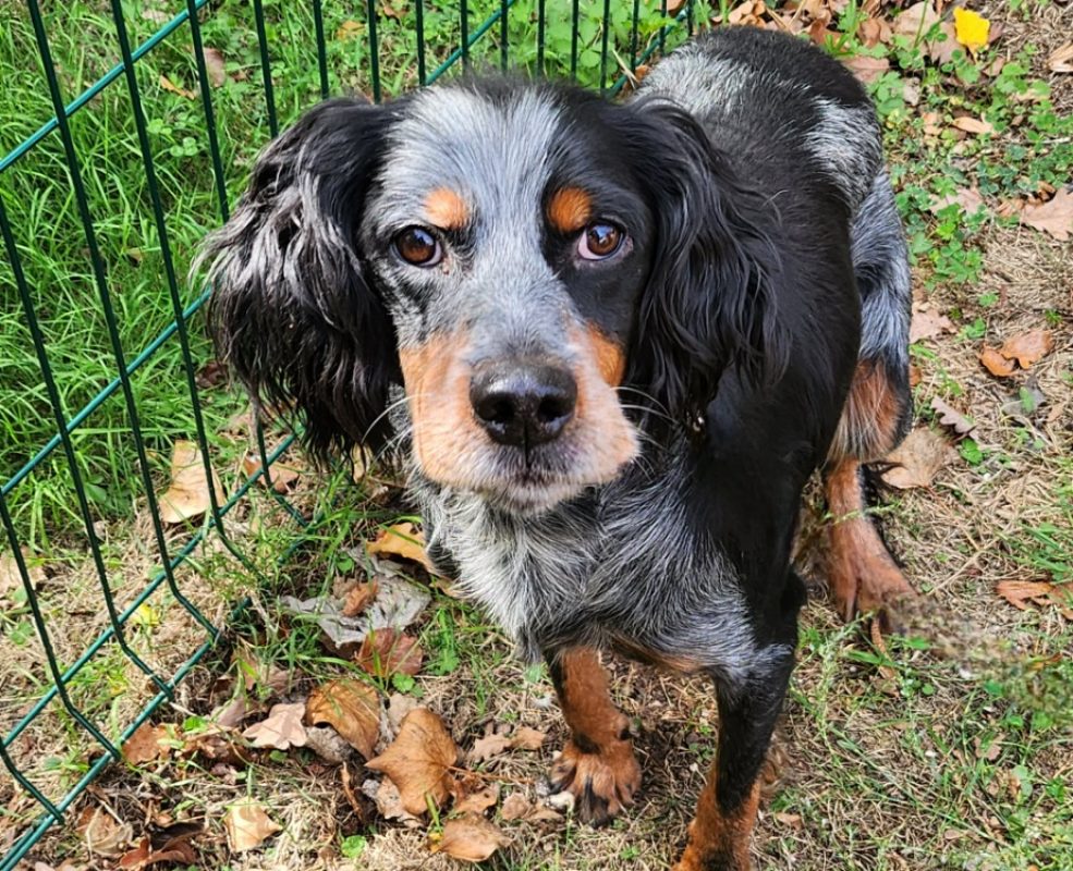 Fandango - Chien Setter Anglais à adopter - photo 2