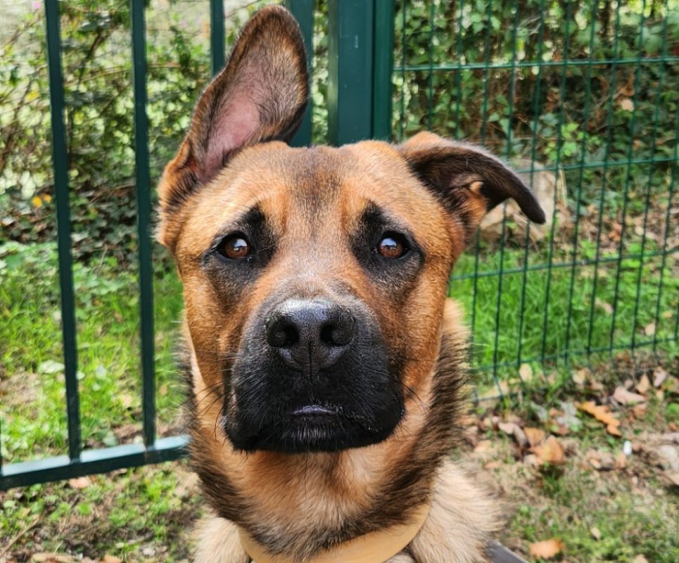 Negan - Chien à adopter