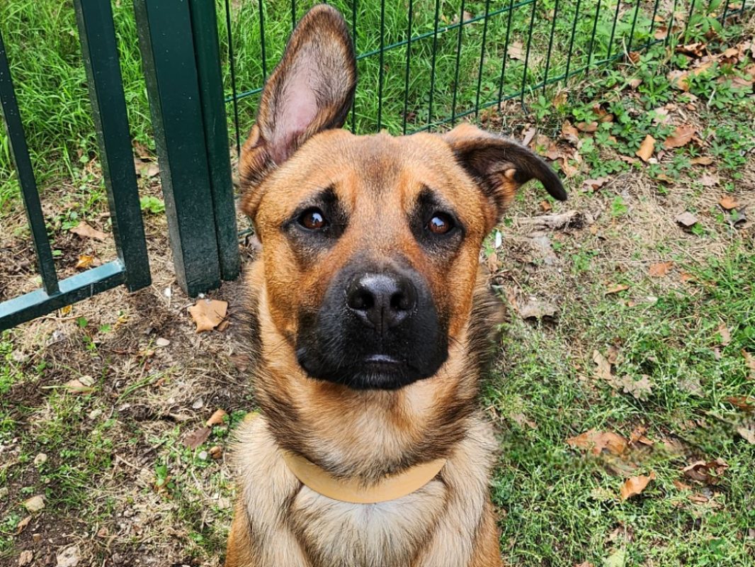 Negan - Chien à adopter - photo 2