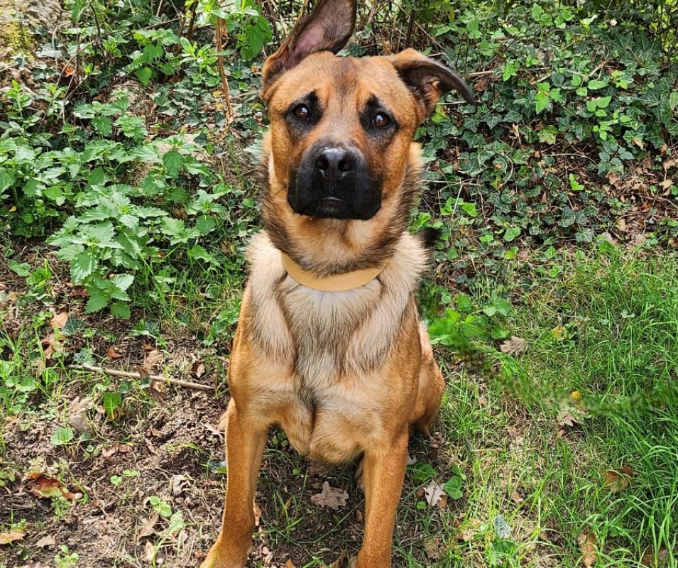 Negan - Chien à adopter - photo 3