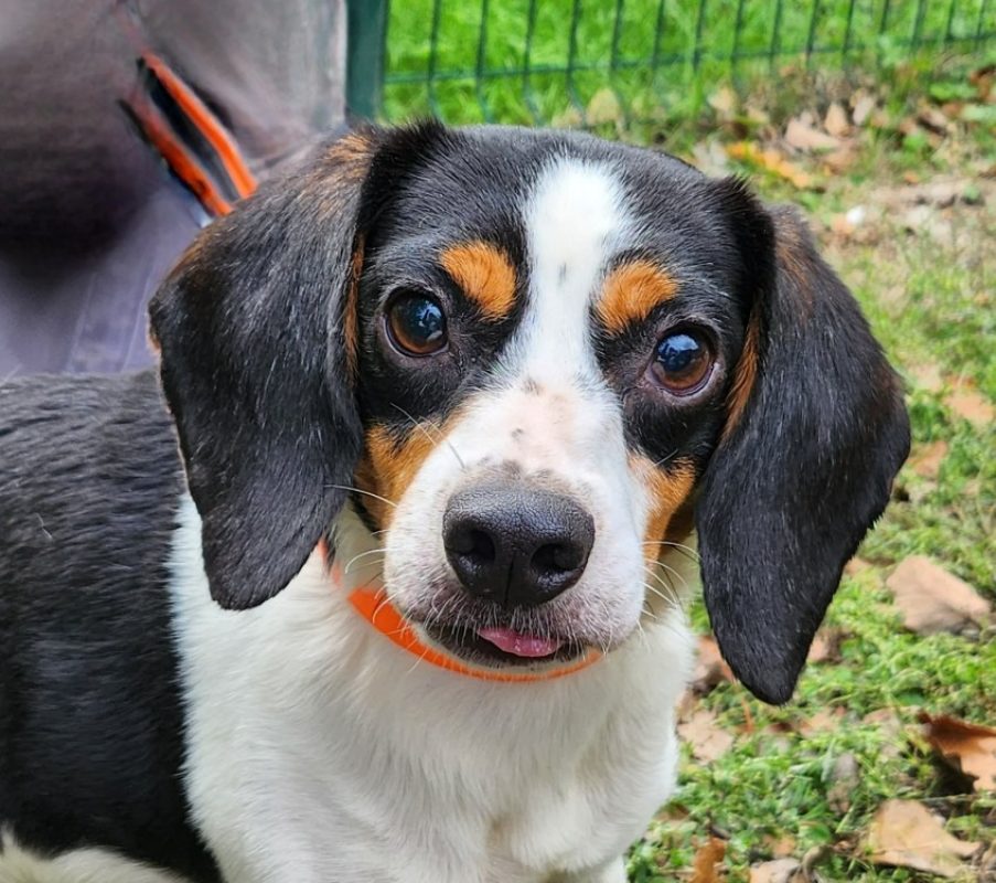 Uton - Chien Beagle à adopter
