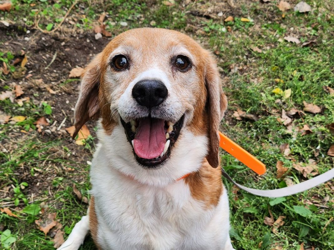 Naya - Chien Beagle à adopter