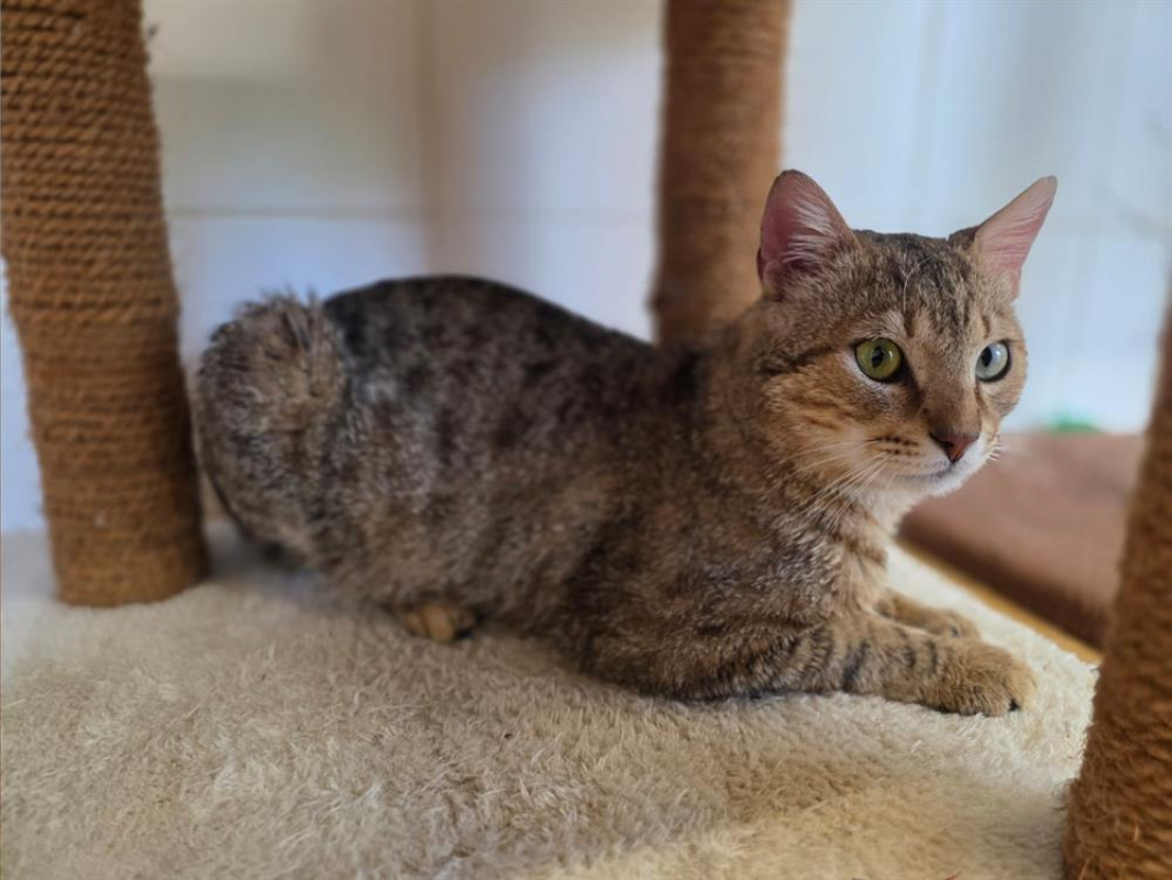 Photo #1 de Pistache