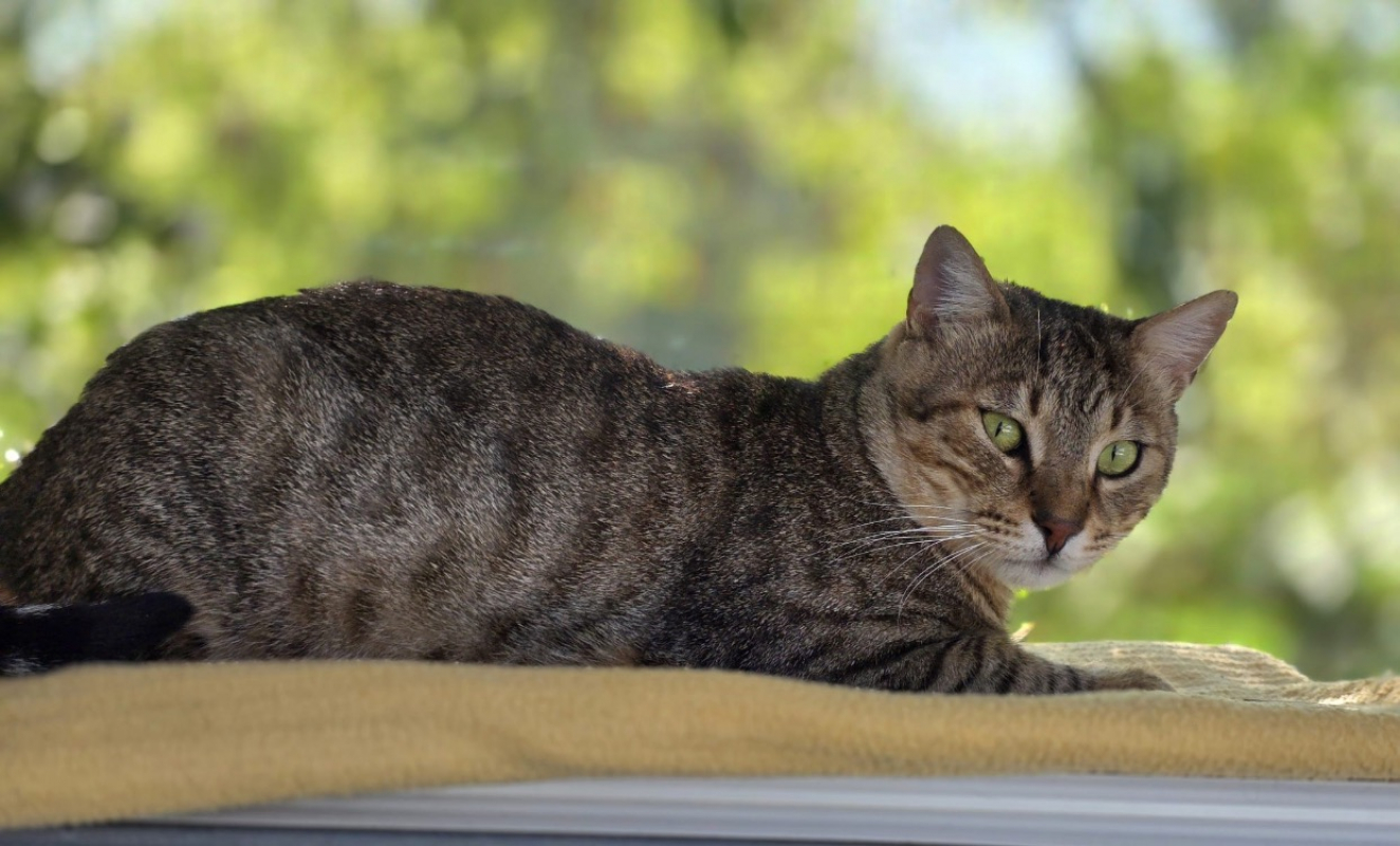 Photo #2 de Pistache