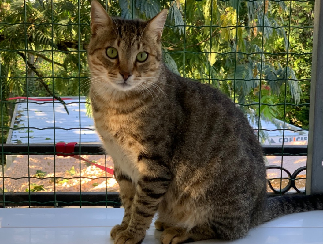 Photo #3 de Pistache