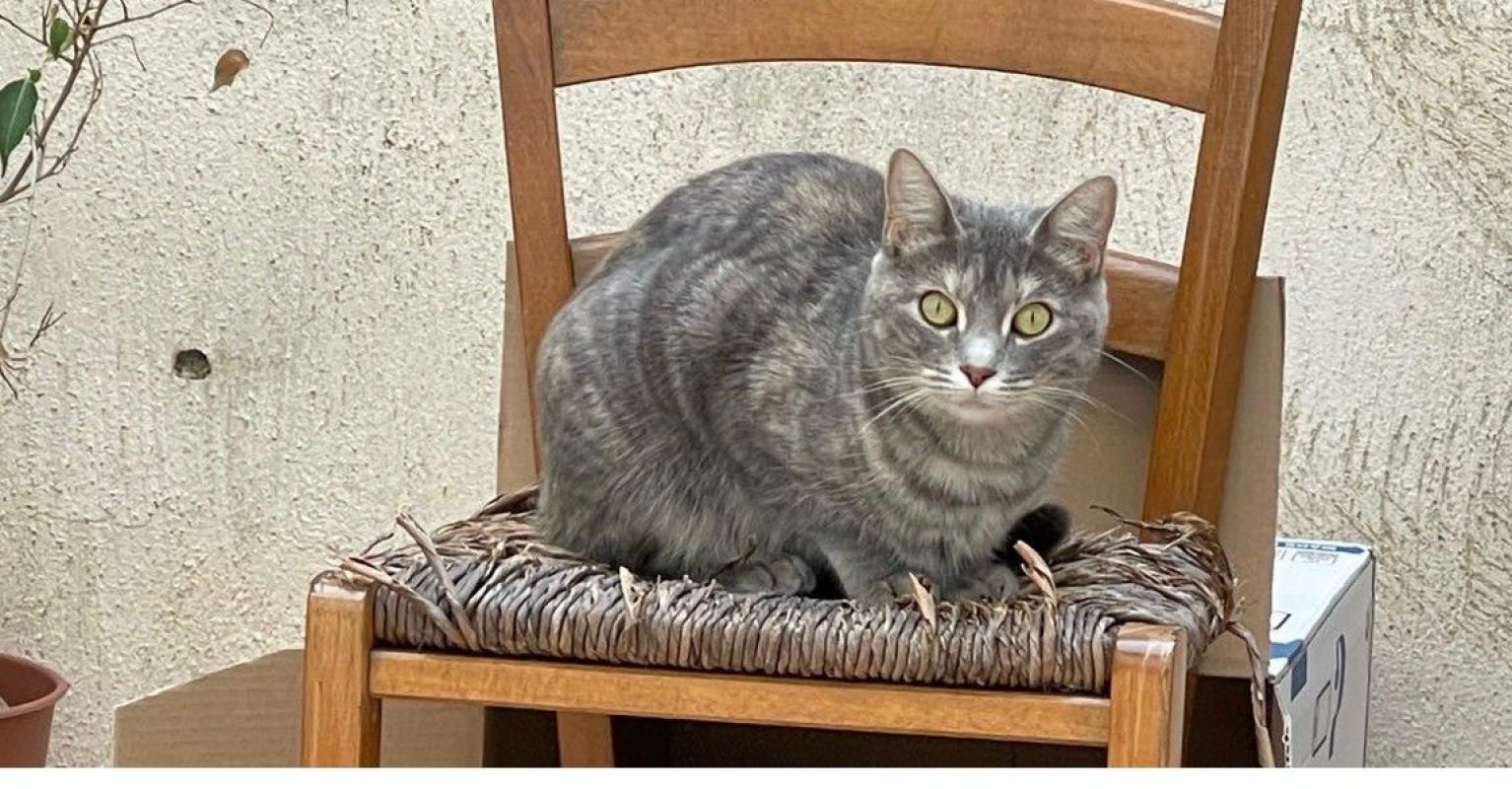 Tulipe - Chat à adopter - photo 5