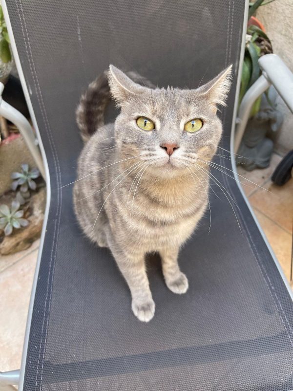Tulipe - Chat à adopter - photo 2