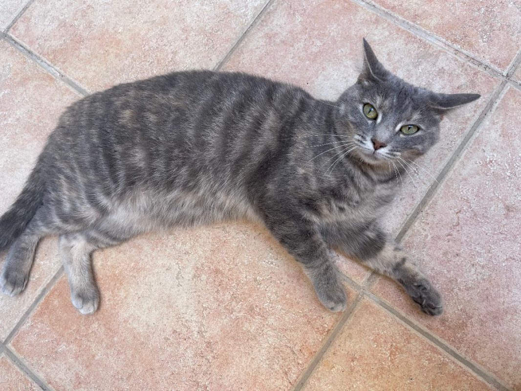 Tulipe - Chat à adopter - photo 4
