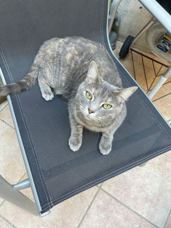 Tulipe - Chat à adopter