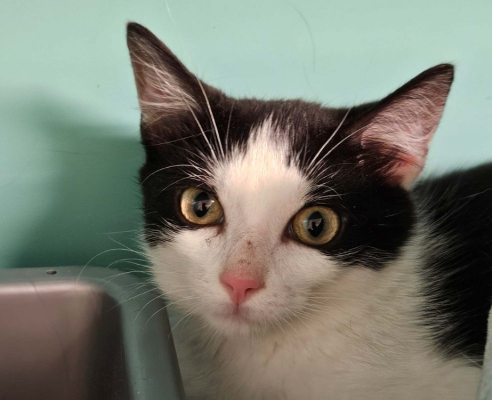 Eclipse - Chat Européen à adopter