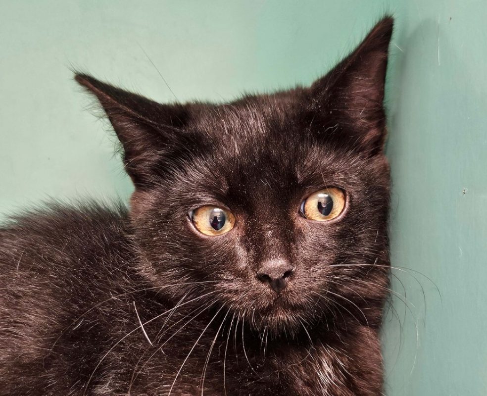 Cosmos - Chat Européen à adopter
