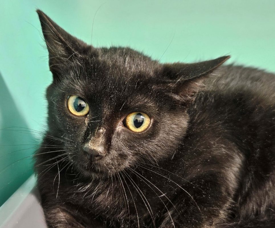 Night - Chat Européen à adopter
