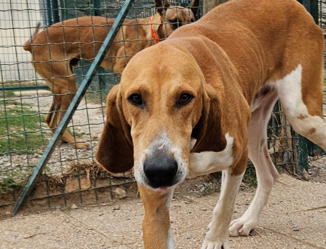 FantÔme - Chien Anglo-Français de Petite Vènerie à adopter