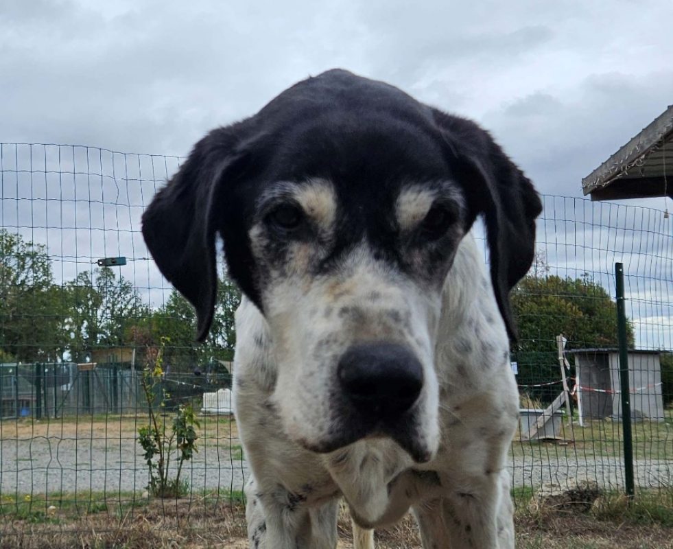 Lamia - Chien à adopter