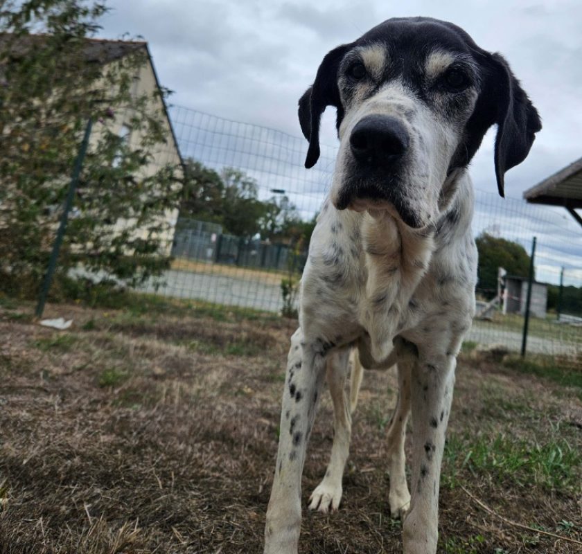 Lamia - Chien à adopter - photo 2