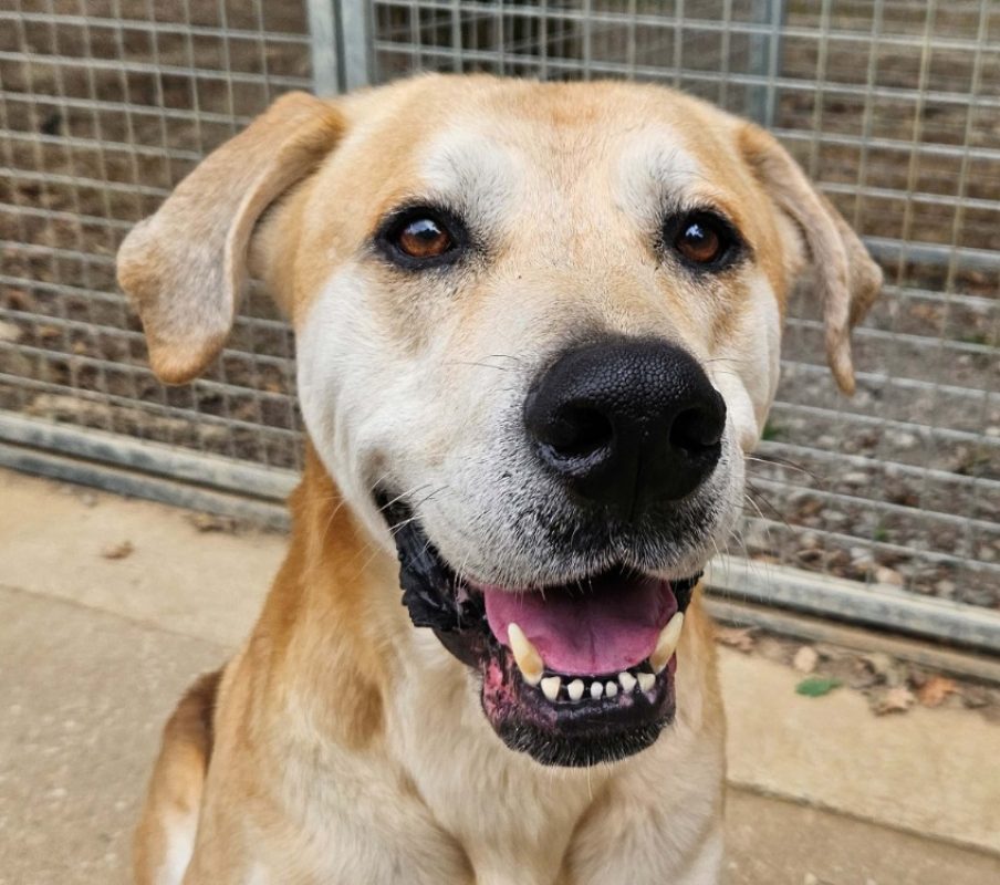 Esprit - Chien Berger à adopter