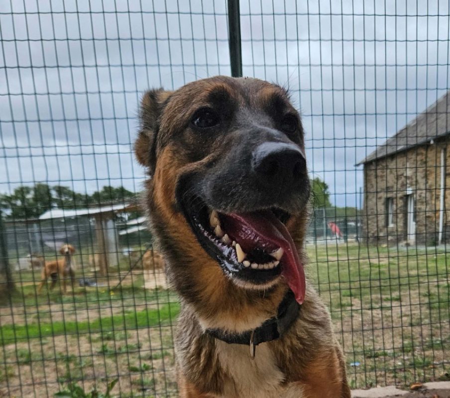 Bibiche - Chien à adopter
