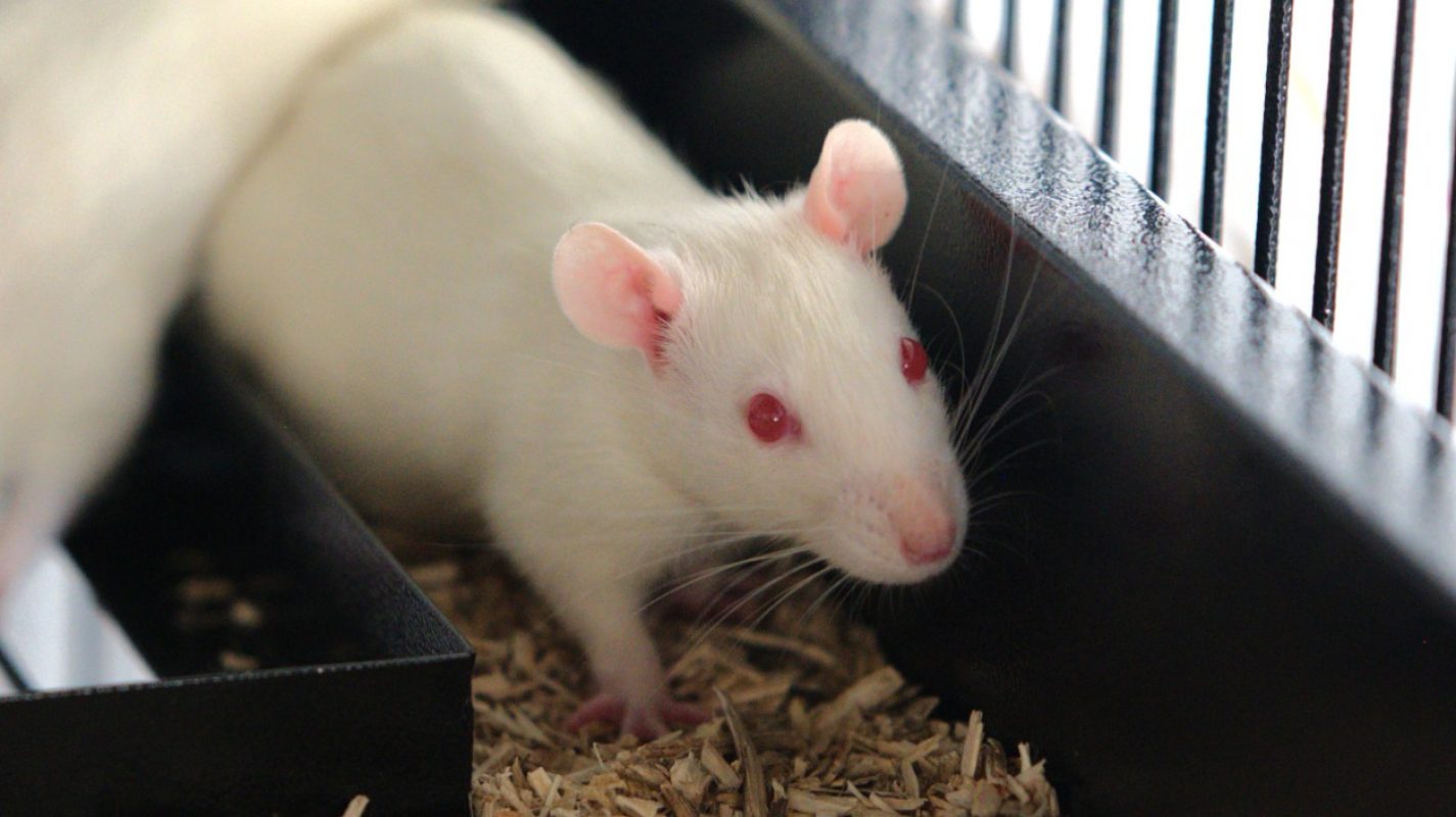 Fotsy - Rongeur Rat à adopter