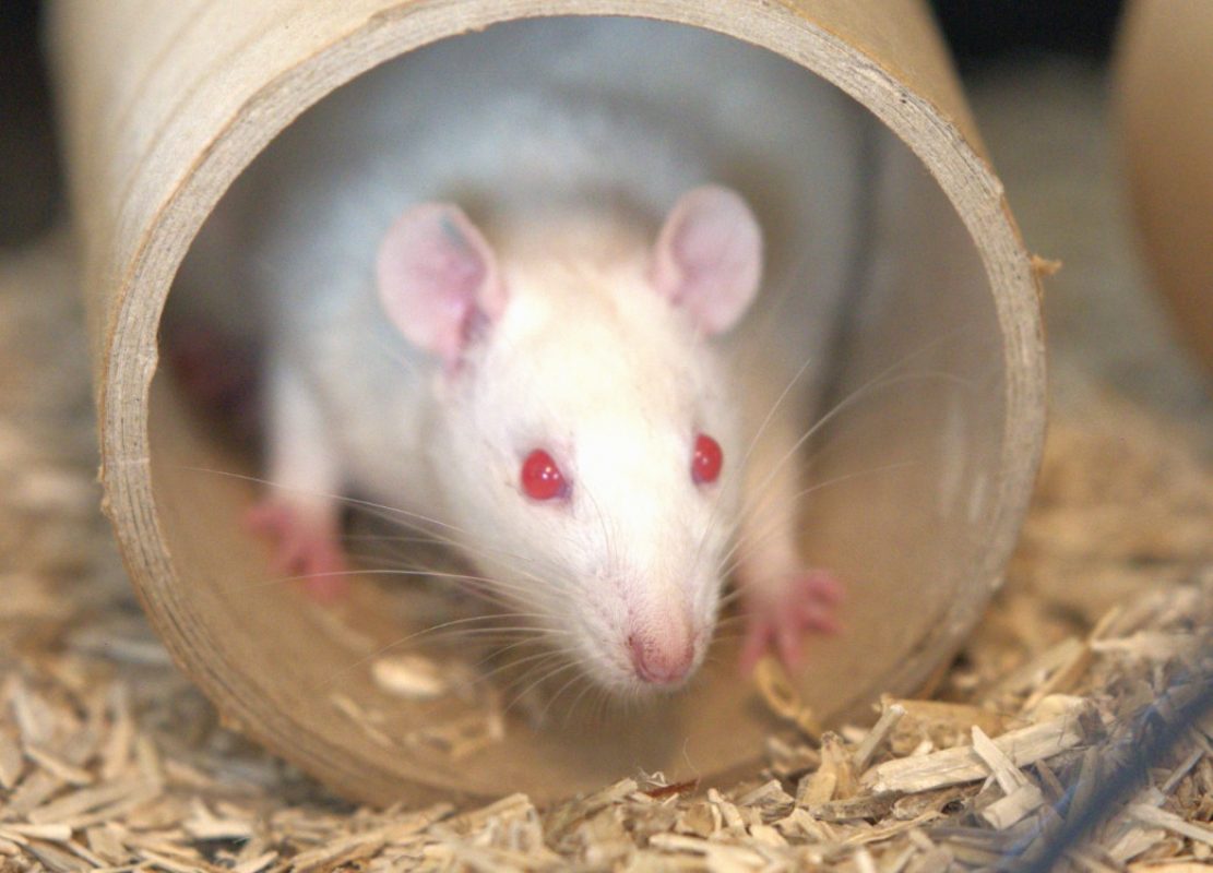 Album - Rongeur Rat à adopter