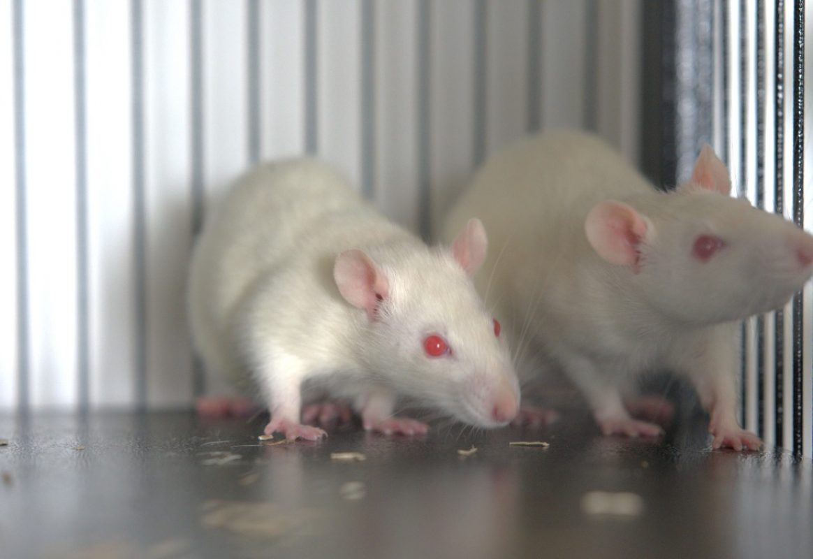 Bijela - Rongeur Rat à adopter