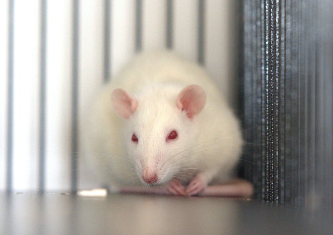Bianca - Rongeur Rat à adopter