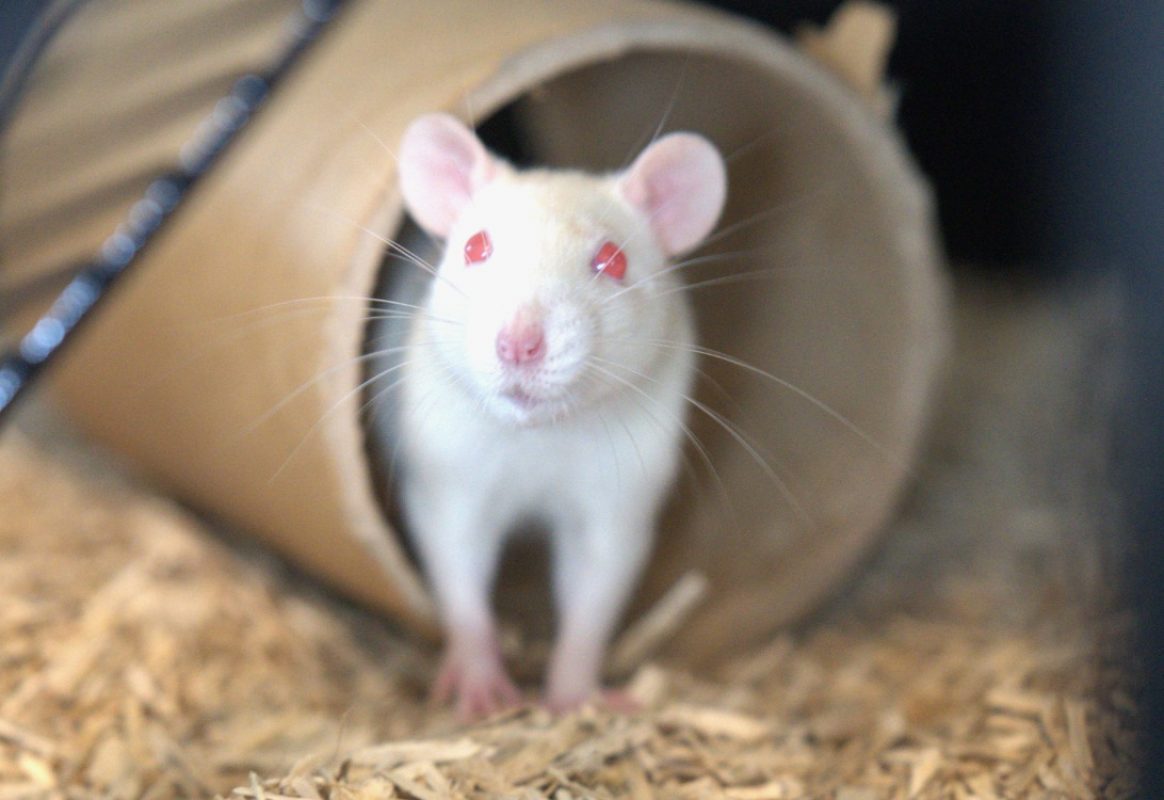 Zuria - Rongeur Rat à adopter