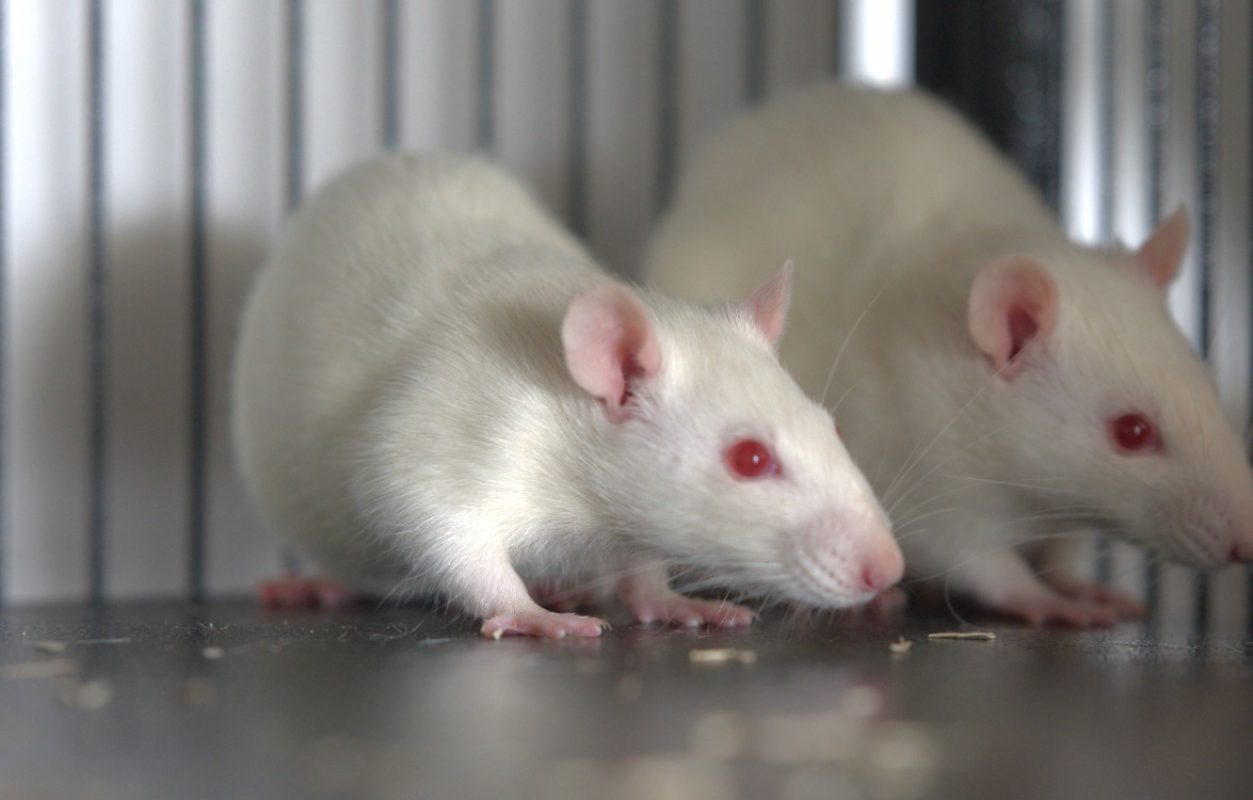 Bialy - Rongeur Rat à adopter