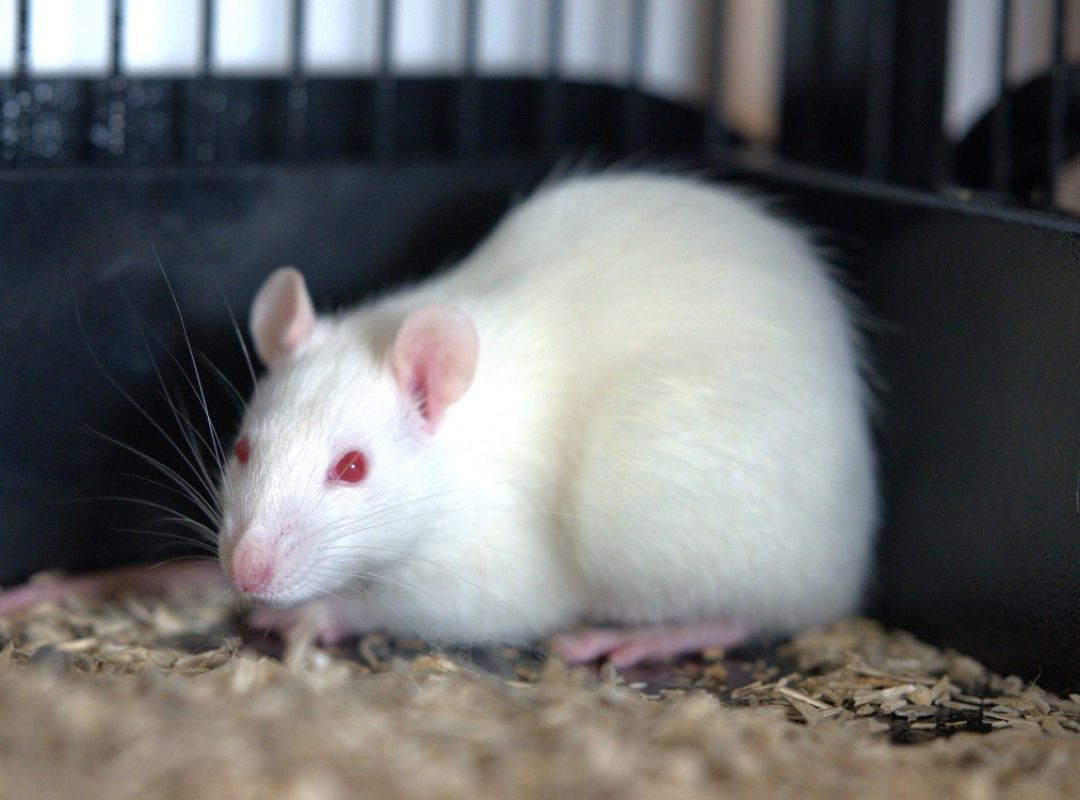 Kann - Rongeur Rat à adopter