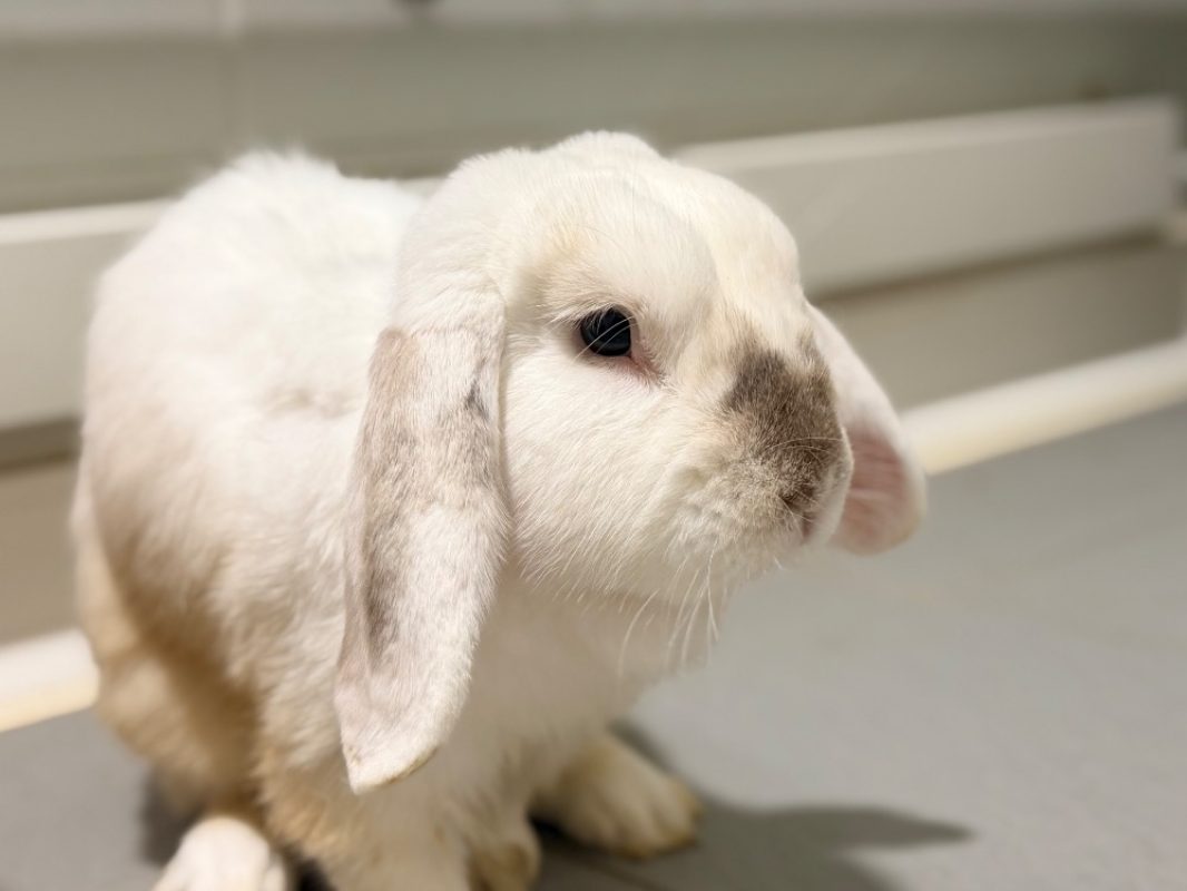 Marcel - Rongeur Lapin à adopter
