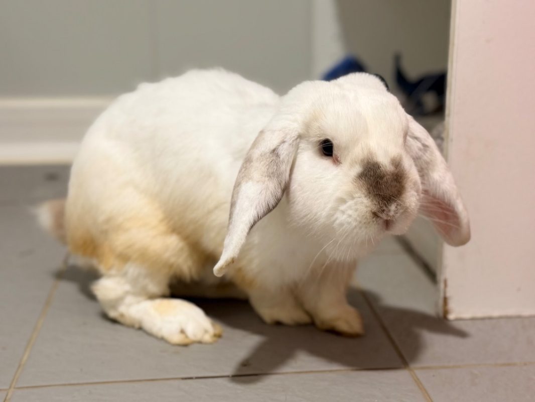 Marcel - Rongeur Lapin à adopter - photo 2