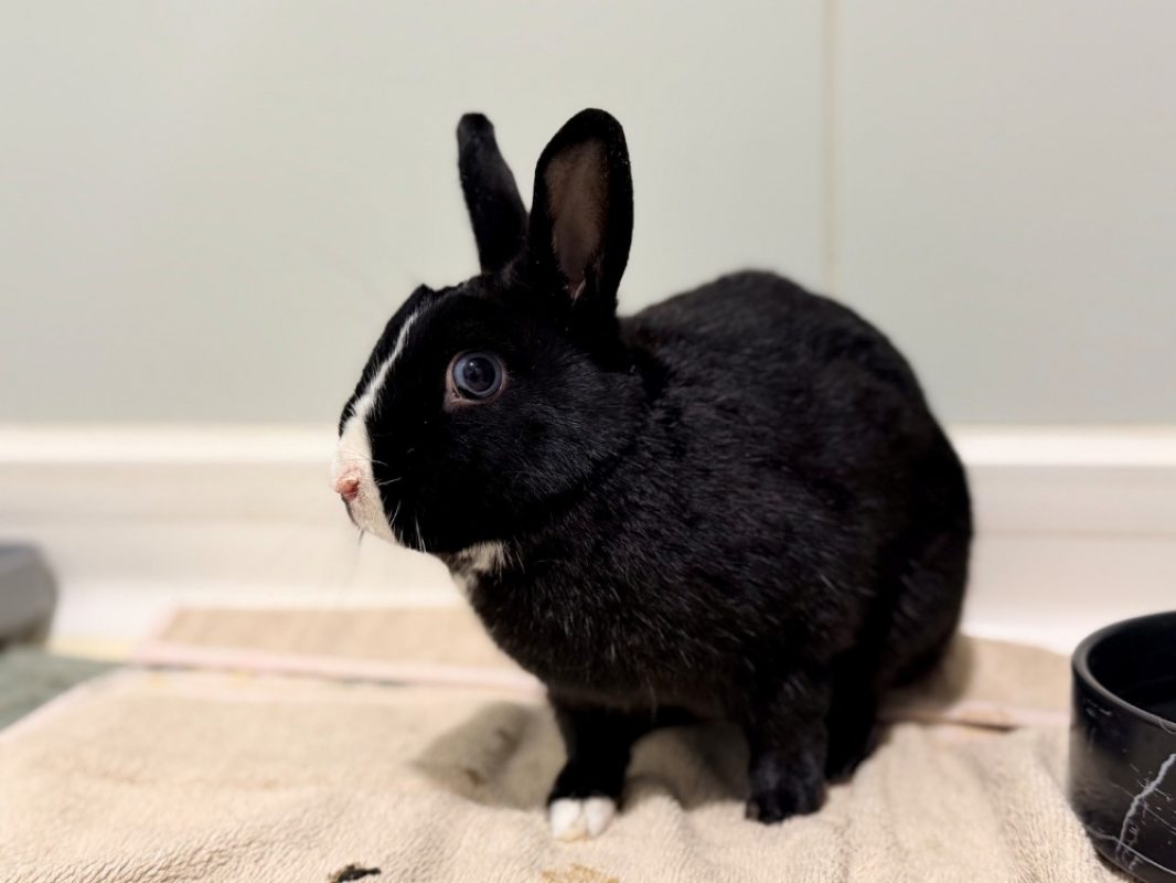 Bunny - Rongeur Lapin à adopter