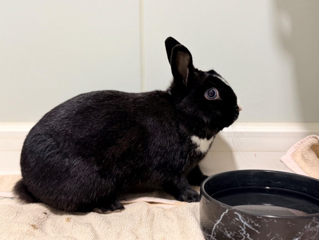 Bunny - Rongeur Lapin à adopter - photo 2