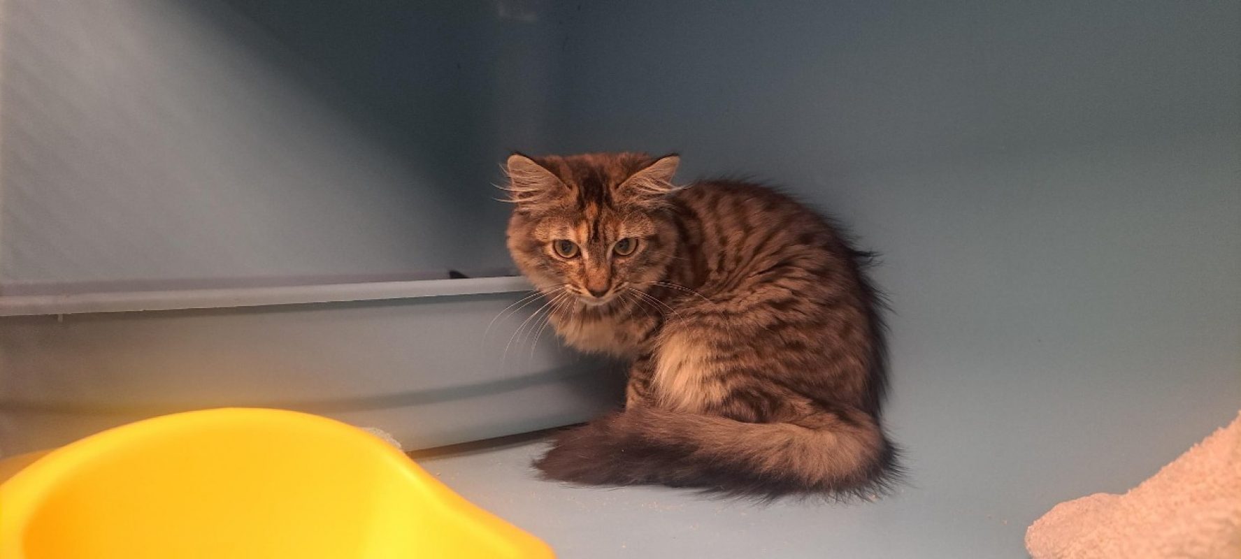 Chuck - Chat à adopter