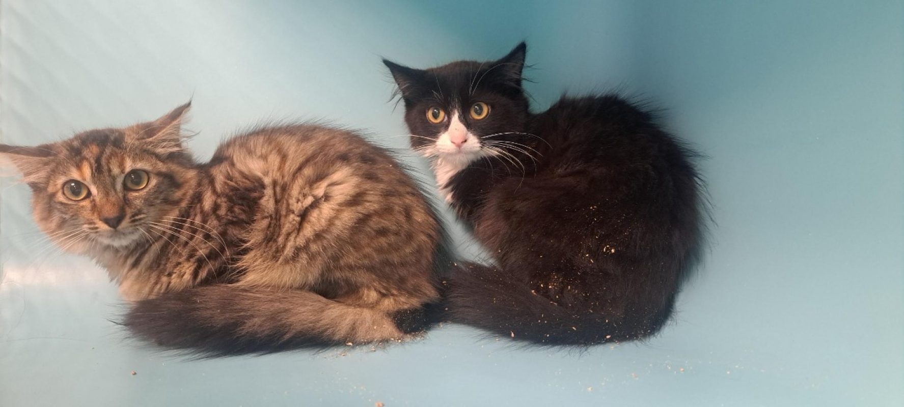 Nate - Chat à adopter
