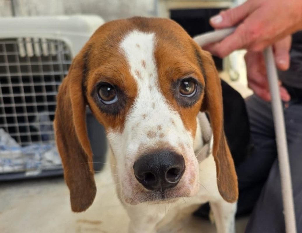 Slalom - Chien Beagle à adopter