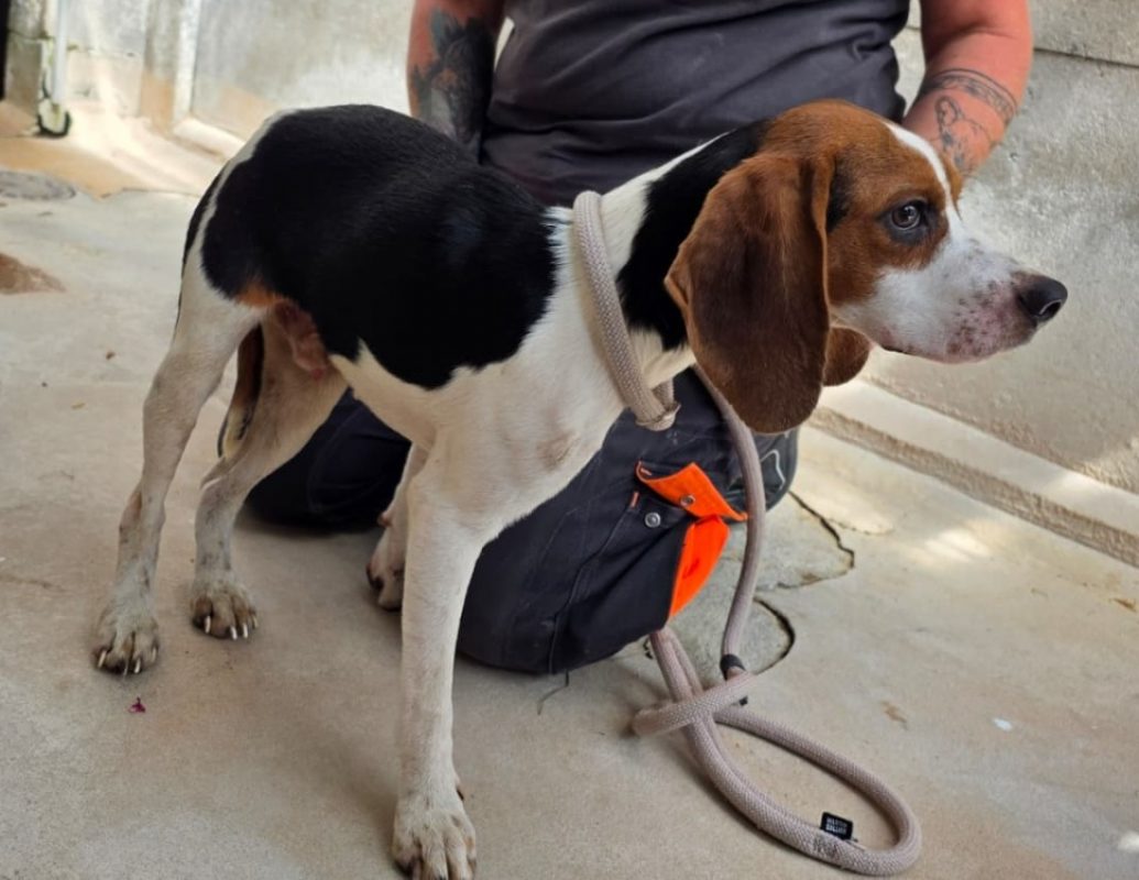 Slalom - Chien Beagle à adopter - photo 2