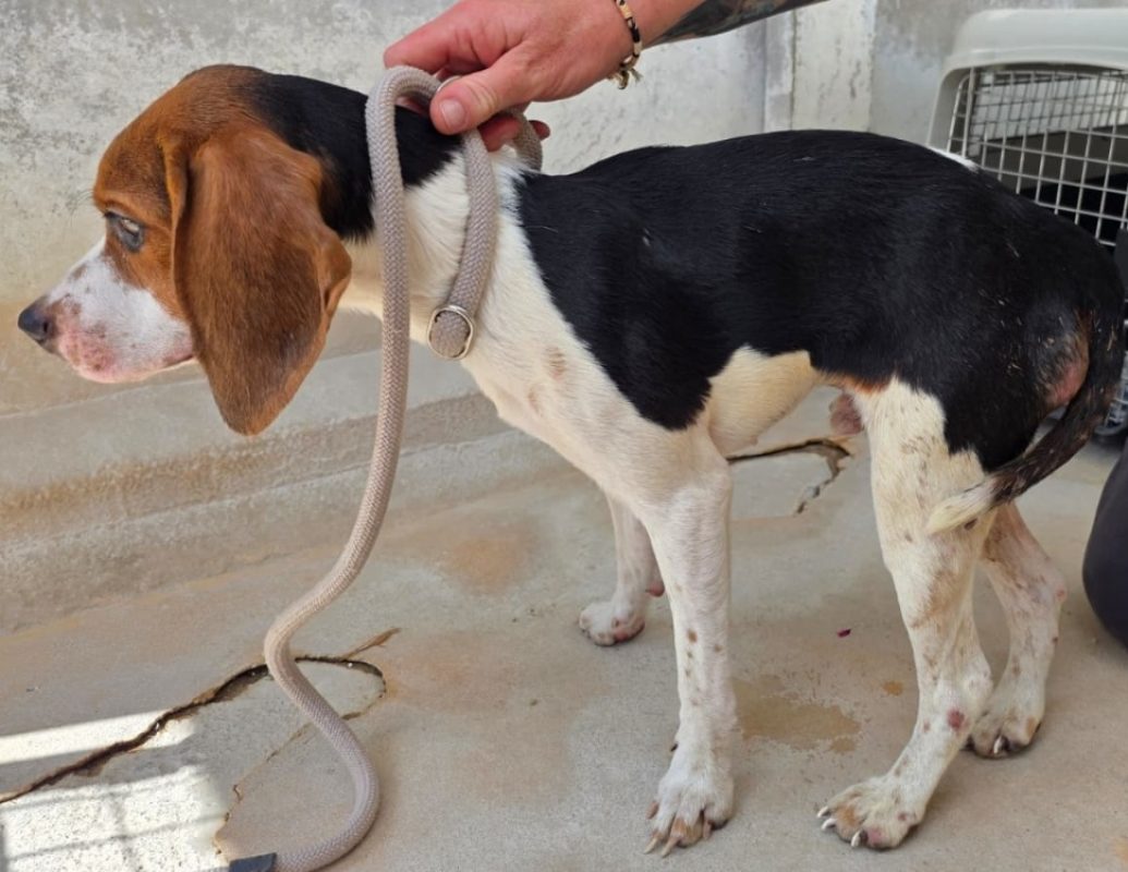 Slalom - Chien Beagle à adopter - photo 3