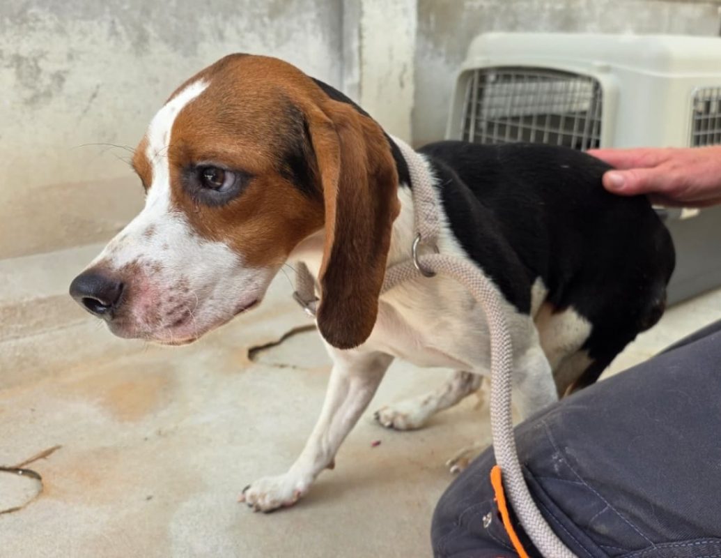 Slalom - Chien Beagle à adopter - photo 4